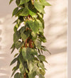 Close-up of Large Heartleaf Philodendron foliage on a moss pole