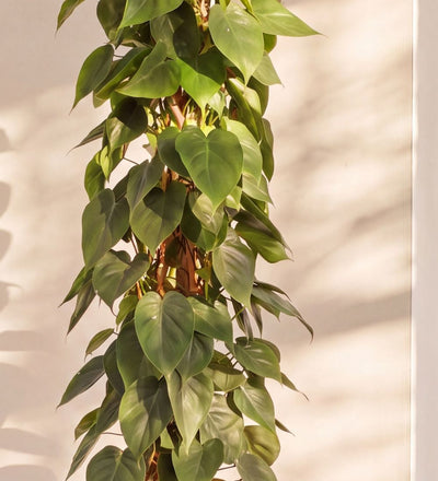 Close-up of Large Heartleaf Philodendron foliage on a moss pole