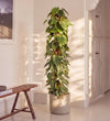 Large Heartleaf Philodendron trained up a moss pole, 150-160cm tall, in a stone pot