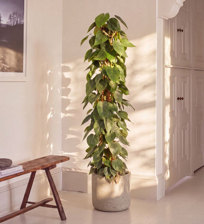 Large Heartleaf Philodendron trained up a moss pole, 150-160cm tall, in a stone pot