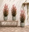 Trio of Large Photinia