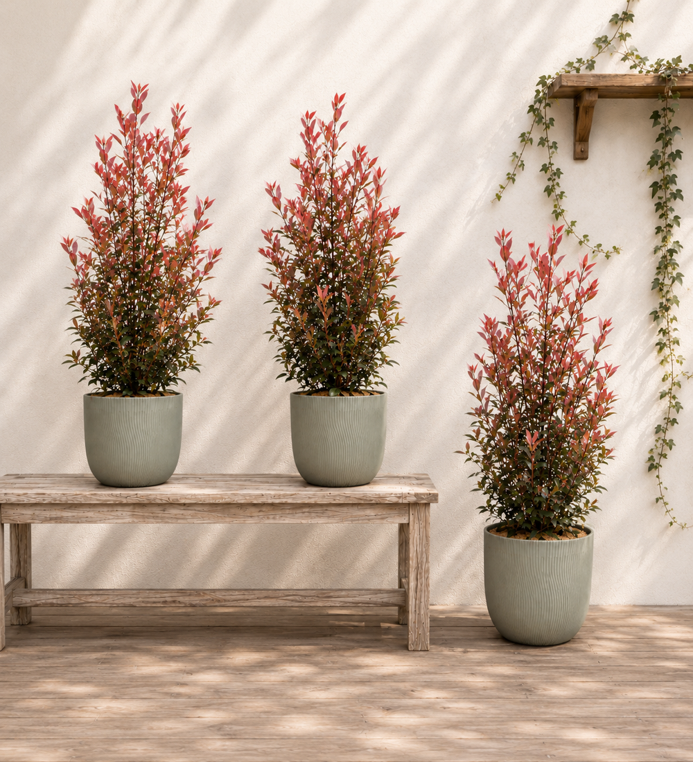 Large Photinia Trio