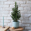 Picea Conica