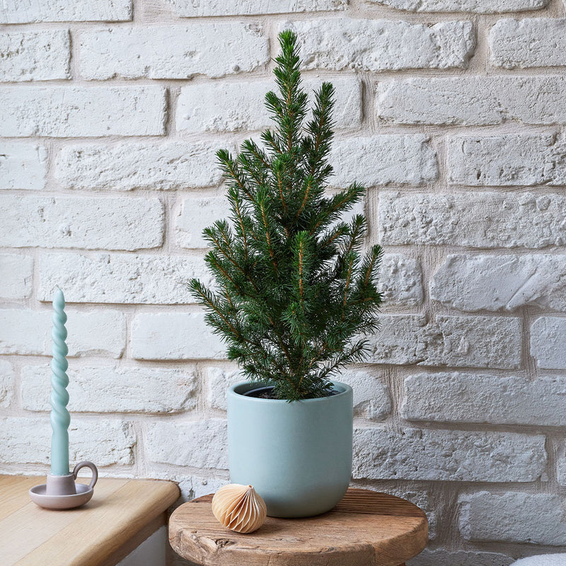 Picea Conica