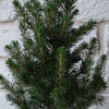 Picea Conica