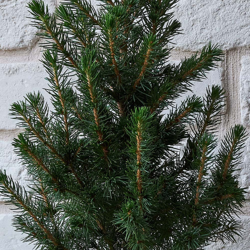Picea Conica