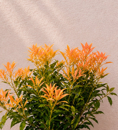 Trio of Small Pieris Japonica