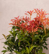 Pieris Japonica