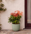 Trio of Large Pieris Japonica