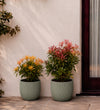 Pieris Japonica