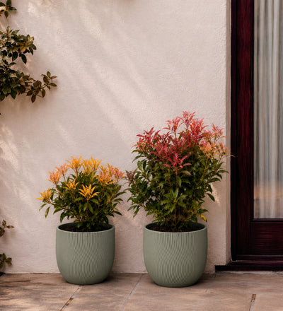 Pieris Japonica