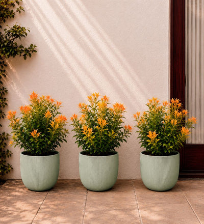 Pieris Japonica