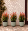 Pieris Japonica