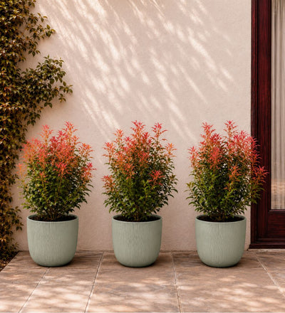 Pieris Japonica