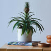 Pineapple Plant & Pot