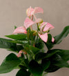 Pink Anthurium in Glass