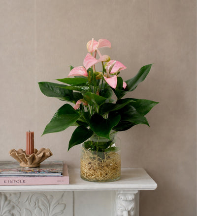 Pink Anthurium in Glass
