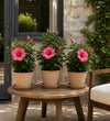 Pink Hibiscus