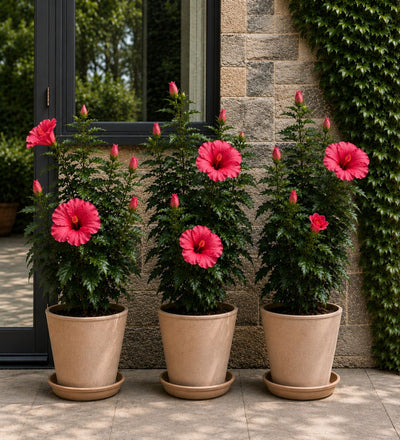 Pink Hibiscus