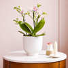 Dazzling Blossom Orchid & Pot