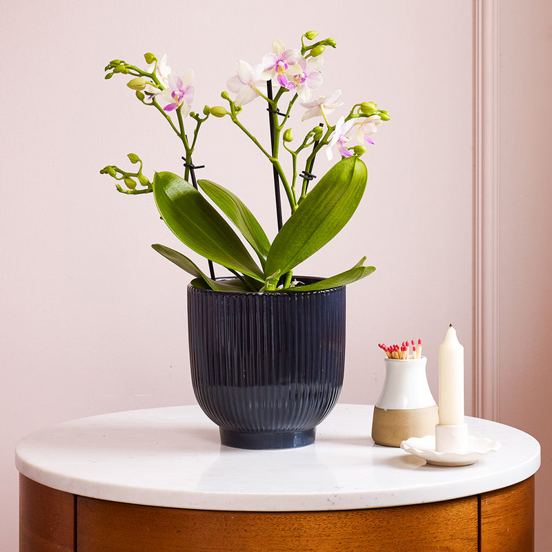 Dazzling Blossom Orchid & Pot