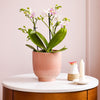 Dazzling Blossom Orchid & Pot