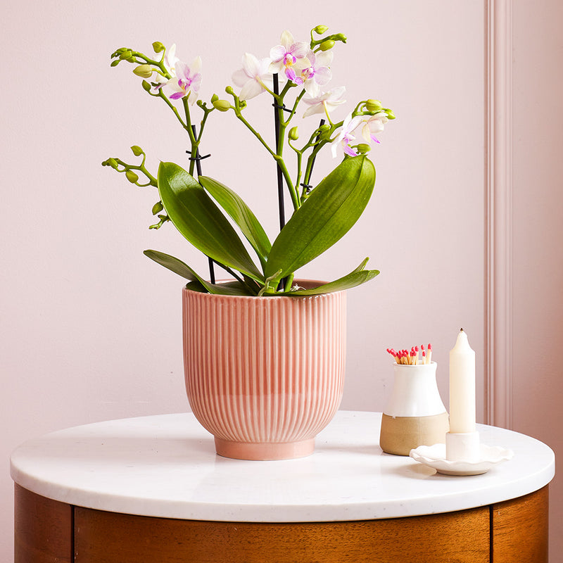 Dazzling Blossom Orchid & Pot