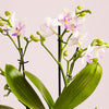 Dazzling Blossom Orchid & Pot