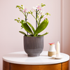 Dazzling Blossom Orchid & Pot
