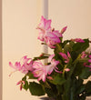 Pink Christmas Cactus in Grid Pot
