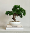 Artificial Bonsai & Pot