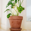 Houseplant Trellis