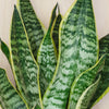 Snake Plant & Pot