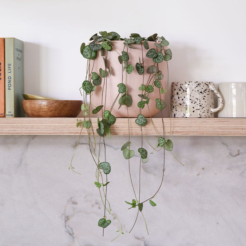 String Of Hearts & Pot