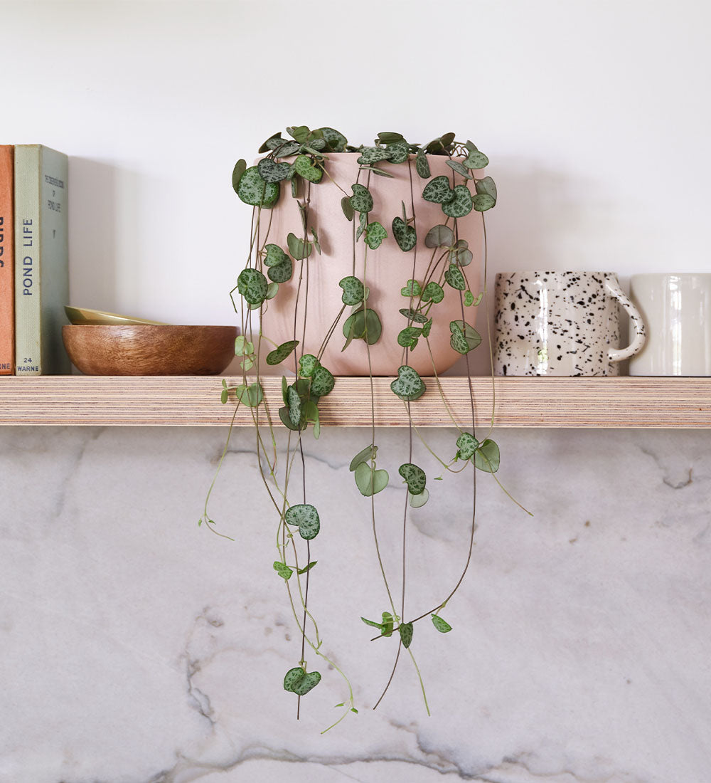 String Of Hearts & Pot