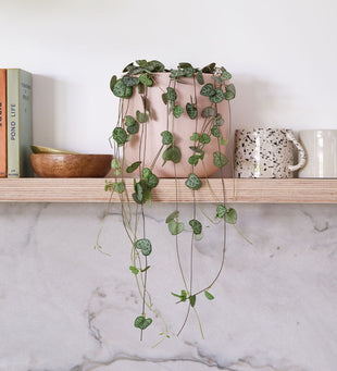 String Of Hearts & Pot