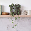 String Of Hearts & Pot