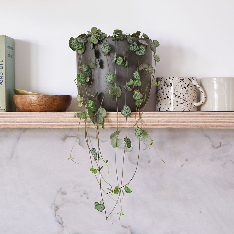 String Of Hearts & Pot