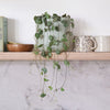 String Of Hearts & Pot