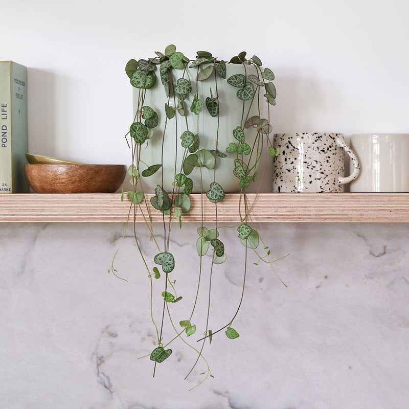 String Of Hearts & Pot