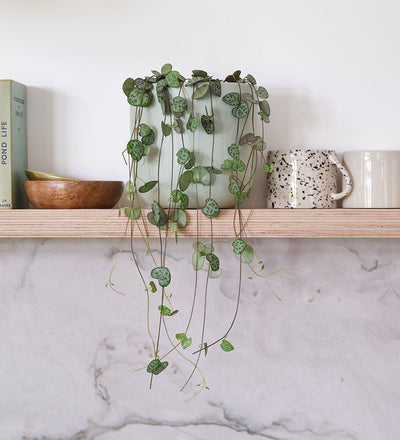 String Of Hearts & Pot