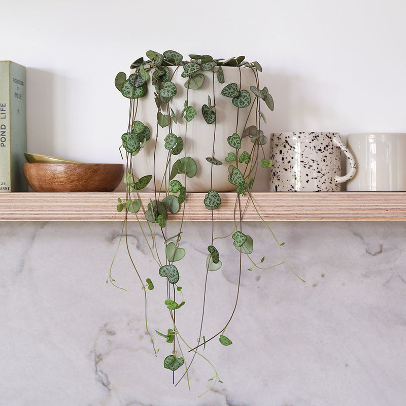 String Of Hearts & Pot