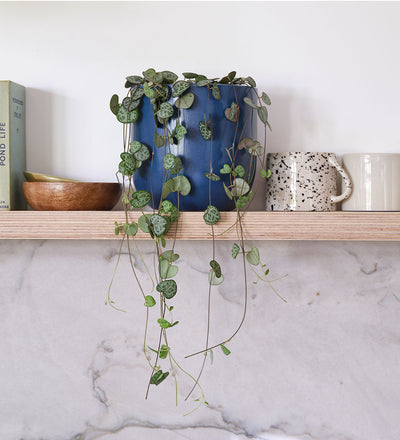 String Of Hearts & Pot