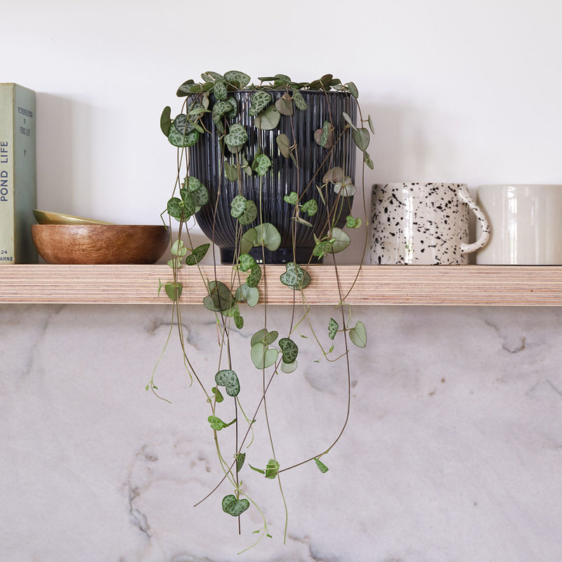 String Of Hearts & Pot