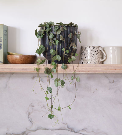 String Of Hearts & Pot