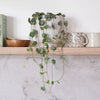 String Of Hearts & Pot