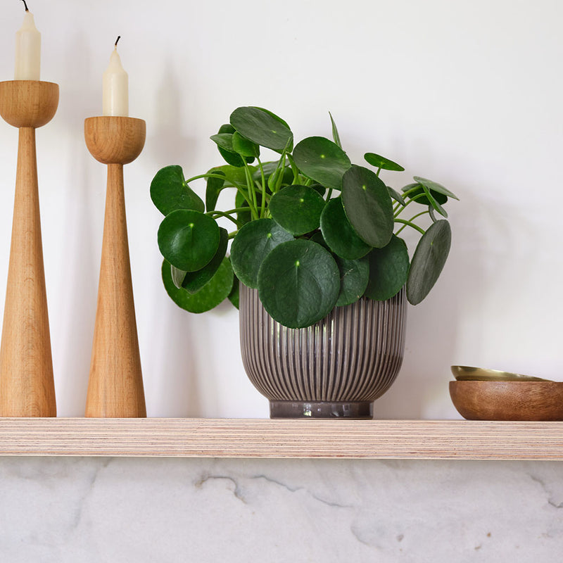Chinese Money Plant