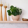 Chinese Money Plant & Pot