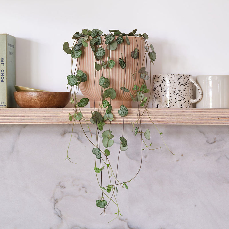 String Of Hearts & Pot