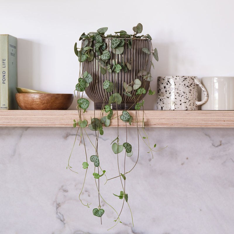 String Of Hearts & Pot